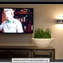 ovaal met sanseveria rondufolia